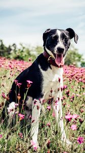 Preview wallpaper french white and black hound, dog, field, flowers