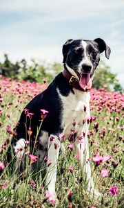 Preview wallpaper french white and black hound, dog, field, flowers