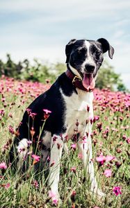 Preview wallpaper french white and black hound, dog, field, flowers