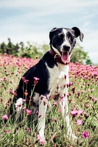 Preview wallpaper french white and black hound, dog, field, flowers