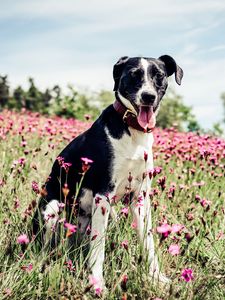 Preview wallpaper french white and black hound, dog, field, flowers