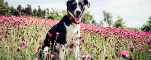 Preview wallpaper french white and black hound, dog, field, flowers