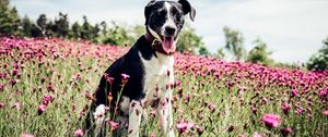 Preview wallpaper french white and black hound, dog, field, flowers