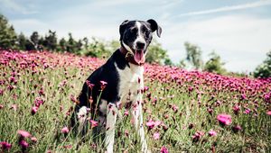 Preview wallpaper french white and black hound, dog, field, flowers