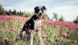 Preview wallpaper french white and black hound, dog, field, flowers