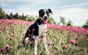 Preview wallpaper french white and black hound, dog, field, flowers