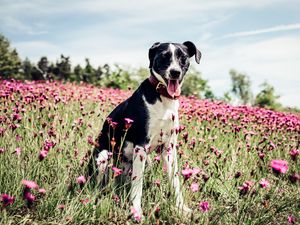 Preview wallpaper french white and black hound, dog, field, flowers