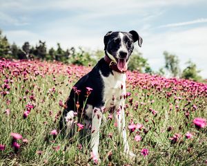 Preview wallpaper french white and black hound, dog, field, flowers