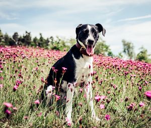 Preview wallpaper french white and black hound, dog, field, flowers