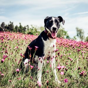 Preview wallpaper french white and black hound, dog, field, flowers