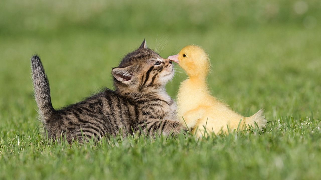 Wallpaper friendship, grass, kitten, duckling