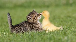Preview wallpaper friendship, grass, kitten, duckling
