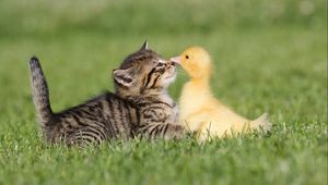 Preview wallpaper friendship, grass, kitten, duckling