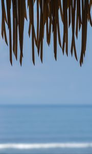 Preview wallpaper fringe, leaves, sea, water, horizon