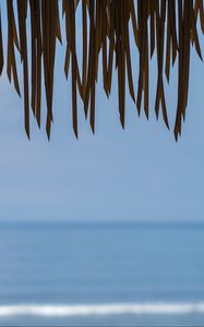 Preview wallpaper fringe, leaves, sea, water, horizon