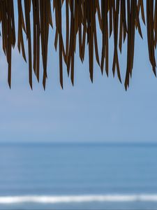 Preview wallpaper fringe, leaves, sea, water, horizon