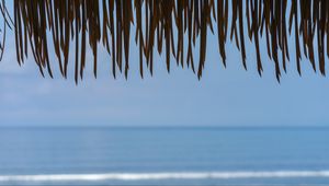Preview wallpaper fringe, leaves, sea, water, horizon