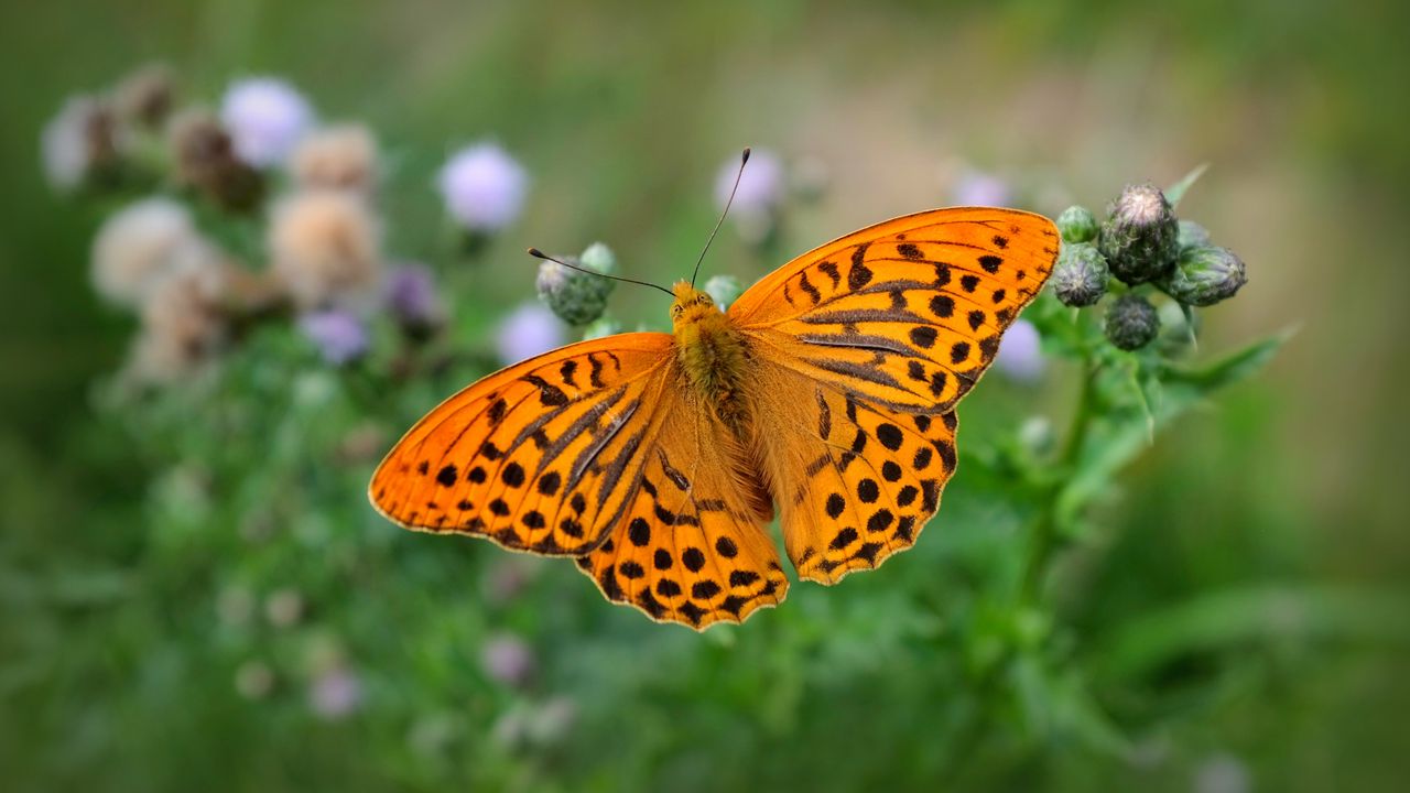 Wallpaper fritillary, butterfly, blur, macro