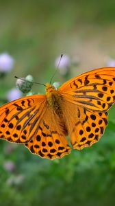 Preview wallpaper fritillary, butterfly, blur, macro