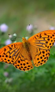 Preview wallpaper fritillary, butterfly, blur, macro