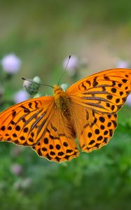 Preview wallpaper fritillary, butterfly, blur, macro