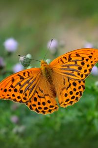 Preview wallpaper fritillary, butterfly, blur, macro