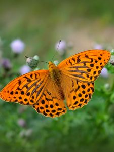 Preview wallpaper fritillary, butterfly, blur, macro