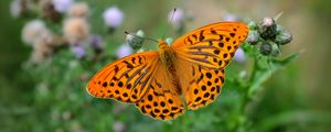 Preview wallpaper fritillary, butterfly, blur, macro