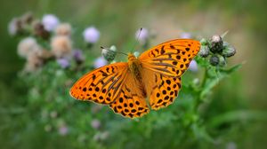 Preview wallpaper fritillary, butterfly, blur, macro