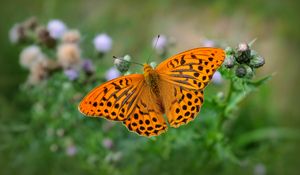 Preview wallpaper fritillary, butterfly, blur, macro