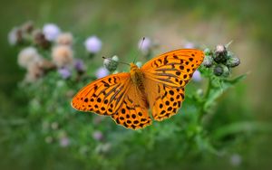 Preview wallpaper fritillary, butterfly, blur, macro