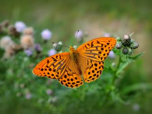 Preview wallpaper fritillary, butterfly, blur, macro