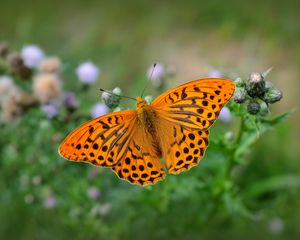 Preview wallpaper fritillary, butterfly, blur, macro