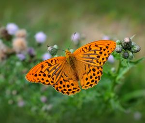 Preview wallpaper fritillary, butterfly, blur, macro