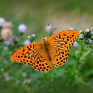 Preview wallpaper fritillary, butterfly, blur, macro