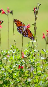 Preview wallpaper fritillary butterfly, butterfly, flowers, plants