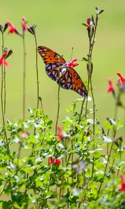 Preview wallpaper fritillary butterfly, butterfly, flowers, plants