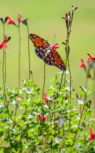 Preview wallpaper fritillary butterfly, butterfly, flowers, plants