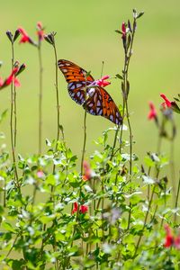 Preview wallpaper fritillary butterfly, butterfly, flowers, plants