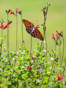 Preview wallpaper fritillary butterfly, butterfly, flowers, plants