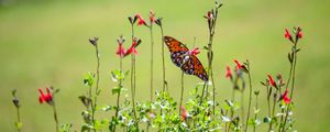 Preview wallpaper fritillary butterfly, butterfly, flowers, plants