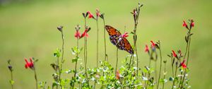 Preview wallpaper fritillary butterfly, butterfly, flowers, plants