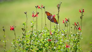 Preview wallpaper fritillary butterfly, butterfly, flowers, plants