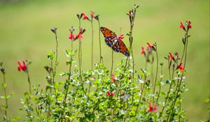 Preview wallpaper fritillary butterfly, butterfly, flowers, plants