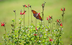 Preview wallpaper fritillary butterfly, butterfly, flowers, plants