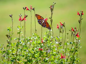 Preview wallpaper fritillary butterfly, butterfly, flowers, plants