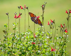 Preview wallpaper fritillary butterfly, butterfly, flowers, plants