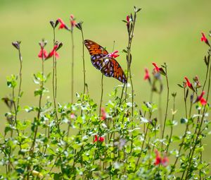 Preview wallpaper fritillary butterfly, butterfly, flowers, plants