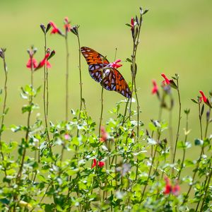 Preview wallpaper fritillary butterfly, butterfly, flowers, plants