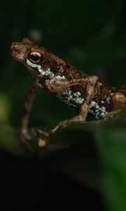 Preview wallpaper frog, amphibian, animal